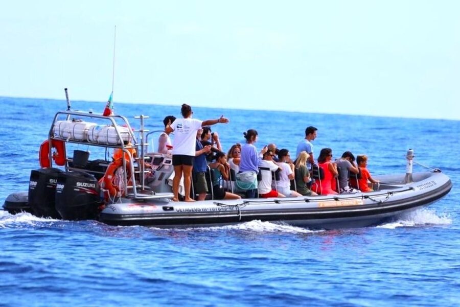 From Funchal: Whale and Dolphin Watching - The possible swim stop