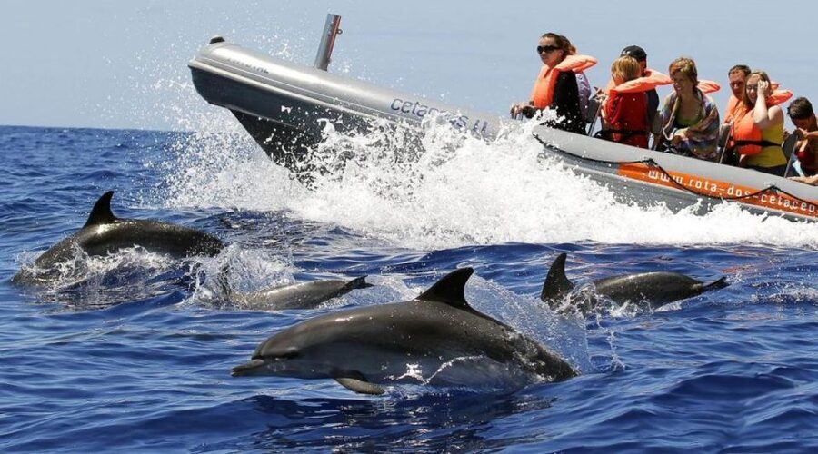 From Funchal: Whale and Dolphin Watching - The short briefing before heading offshore