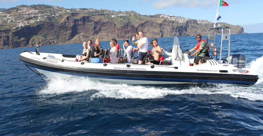 From Funchal: Whales and Dolphin Adventure Tour - Key points before you book