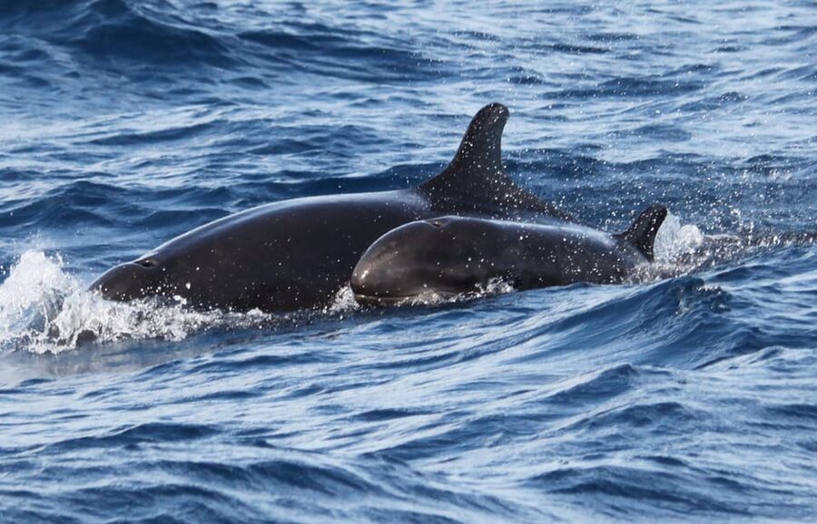 From Funchal: Whales and Dolphin Adventure Tour - Who should book this Funchal whale and dolphin tour?