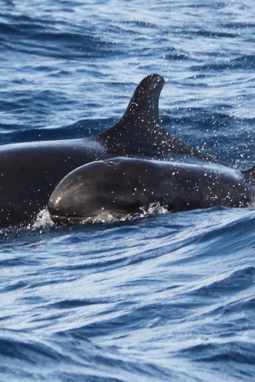 From Funchal: Whales and Dolphin Adventure Tour - Searching for Madeira’s whales and dolphins