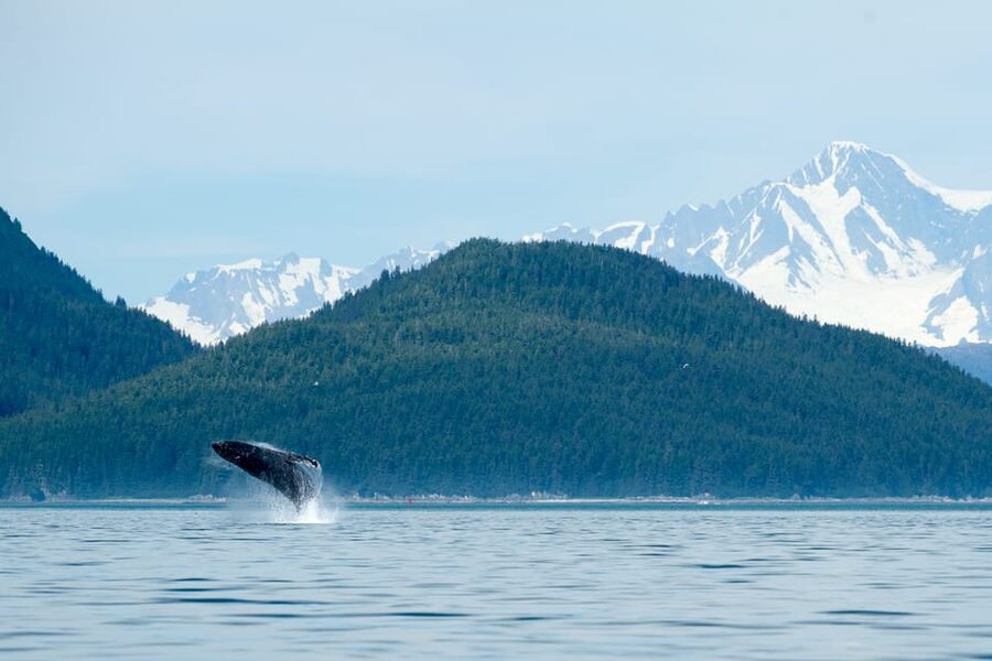 From Juneau: Whale Watching Cruise with Snacks - Key points at a glance