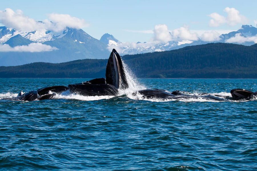 From Juneau: Whale Watching Cruise with Snacks - Why this Juneau whale cruise works so well