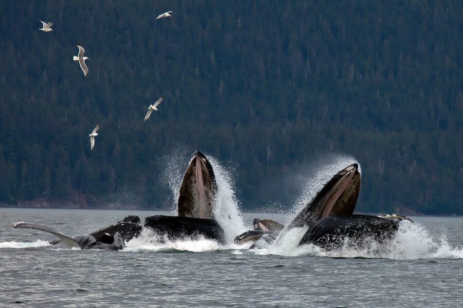 From Juneau: Whale Watching Cruise with Snacks - Two hours searching Favorite Channel and beyond