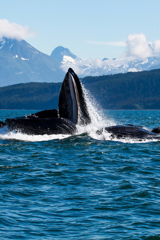 From Juneau: Whale Watching Cruise with Snacks - Mountain and glacier scenery between sightings