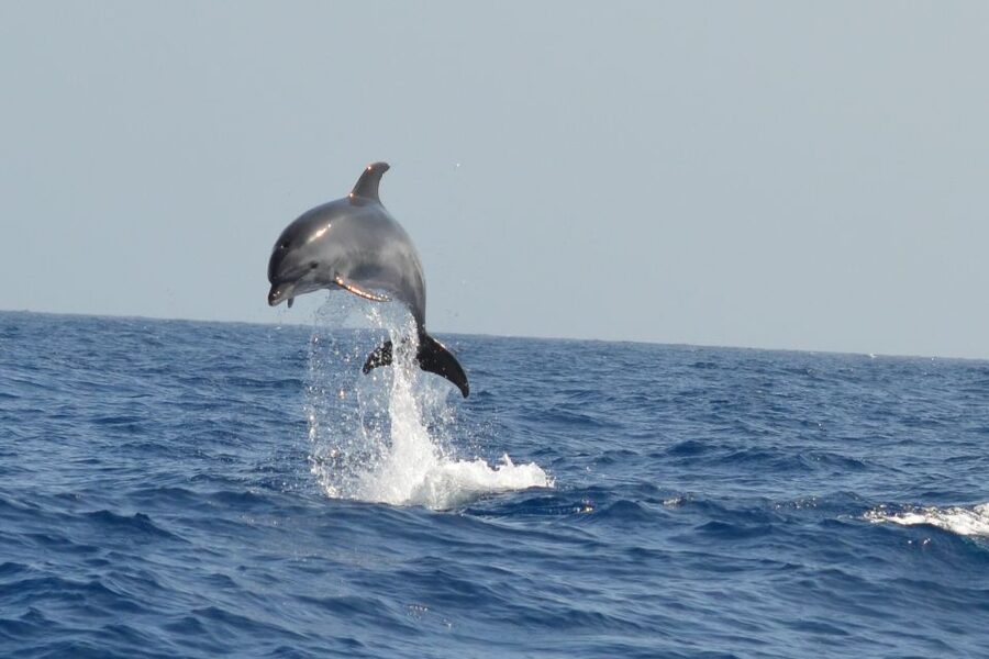From Los Gigantes: Whale Watching Sailboat Cruise - Practical details that make the day easier