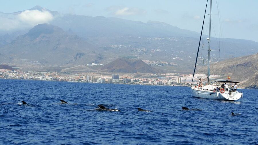 From Los Gigantes: Whale Watching Sailboat Cruise - Why this Los Gigantes cruise feels different