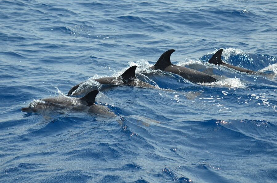 From Los Gigantes: Whale Watching Sailboat Cruise - One hour of sailing beneath the cliffs