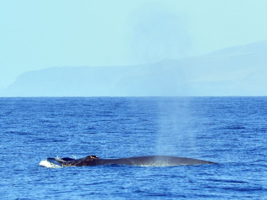 From Los Gigantes: Whale Watching Sailboat Cruise - A short swim beside the Los Gigantes cliffs