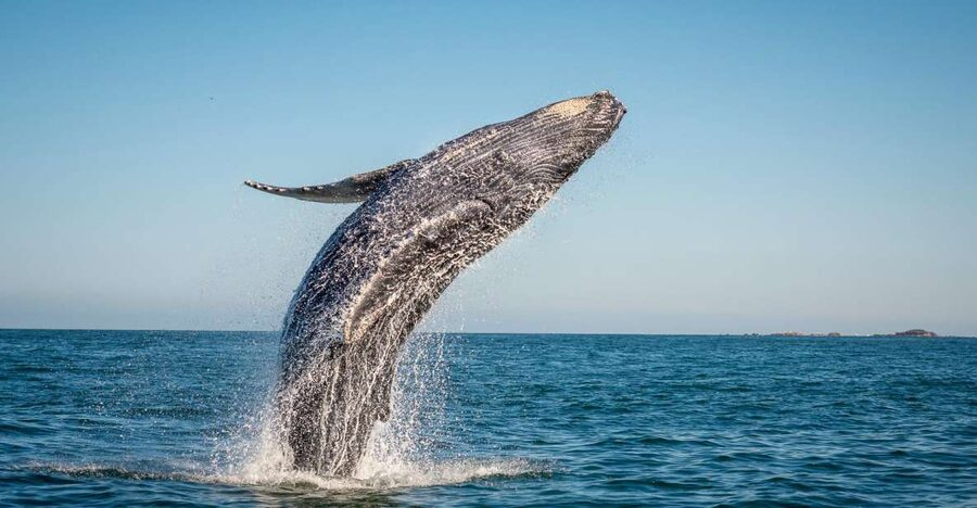 From Ma'alaea: Afternoon Whale Watch Tour Aboard the Malolo - Key points to know before you go