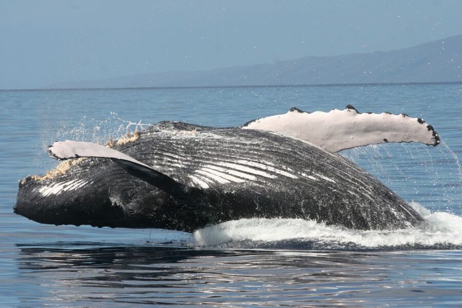 From Ma'alaea: Afternoon Whale Watch Tour Aboard the Malolo - The crew makes a real difference