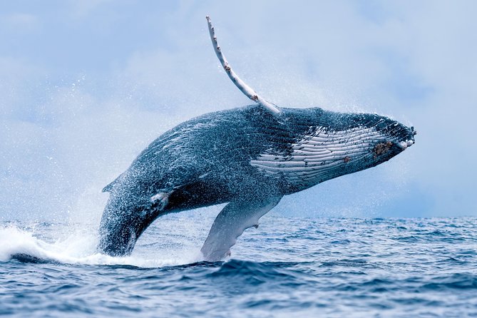 From Ma'alaea Harbor, Maui: Whale Watch Cruise Aboard Malolo - Finding humpback whales in their natural habitat