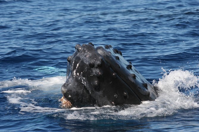 From Ma'alaea Harbor, Maui: Whale Watch Cruise Aboard Malolo - What the two-hour route feels like