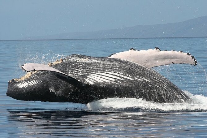 From Ma'alaea Harbor: Sunset Whale Watch Tour Aboard the Malolo - Hearing whale song below the surface