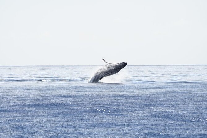 From Ma'alaea Harbor: Sunset Whale Watch Tour Aboard the Malolo - Drinks are included, but keep the value in perspective