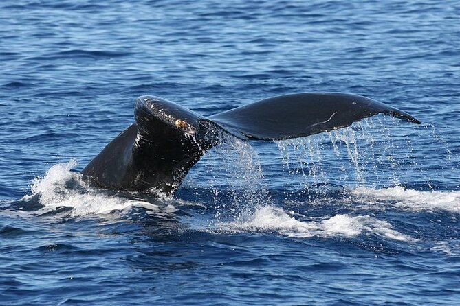 From Ma'alaea Harbor: Sunset Whale Watch Tour Aboard the Malolo - The boat question matters more than the brochure suggests