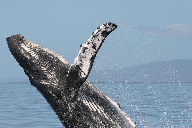 From Ma'alaea Harbor: Whale Watch Cruise Aboard the Malolo - Maalaea Harbor and the 3:30 departure