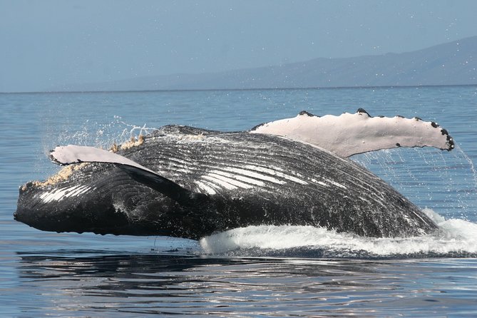 From Ma'alaea Harbor: Whale Watch Cruise Aboard the Malolo - Drinks, shade, and what to bring
