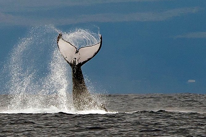 From Ma'alaea Harbor: Whale Watch Cruise Aboard the Malolo - Who will enjoy this cruise most?