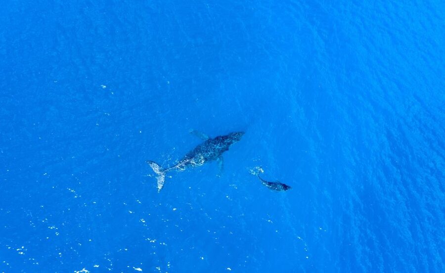 From Maalaea: Whale Watching Catamaran Cruise with Drinks - Who will enjoy this cruise most