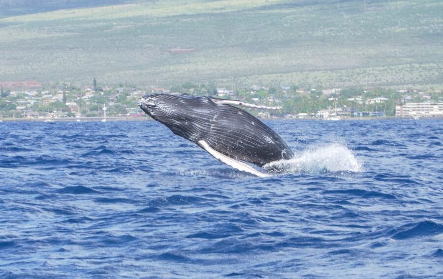 From Maalaea: Whale Watching Catamaran Cruise with Drinks - Why Maui is the right place for whale watching