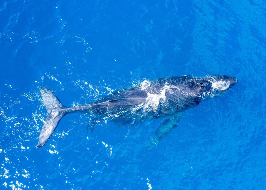 From Maalaea: Whale Watching Catamaran Cruise with Drinks - What the two-hour schedule feels like