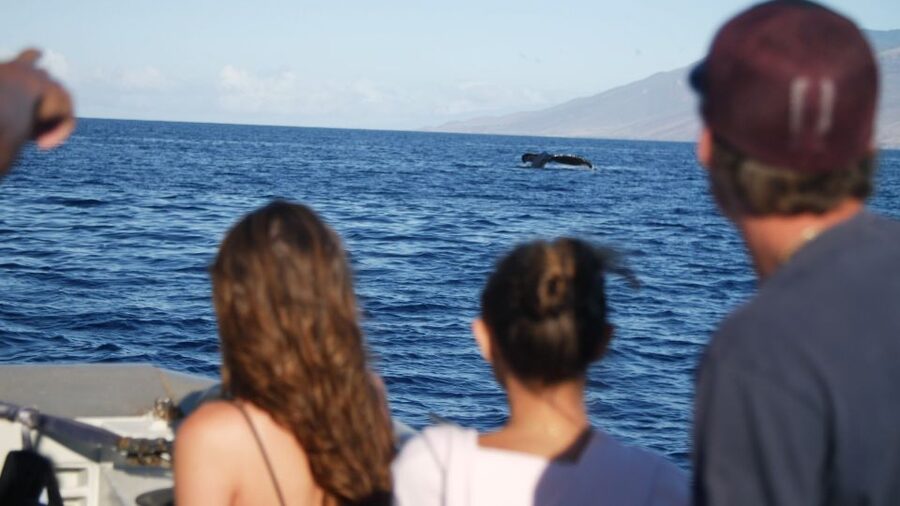 From Maalaea: Whale Watching Catamaran Cruise with Drinks - Watching humpbacks from the Winona