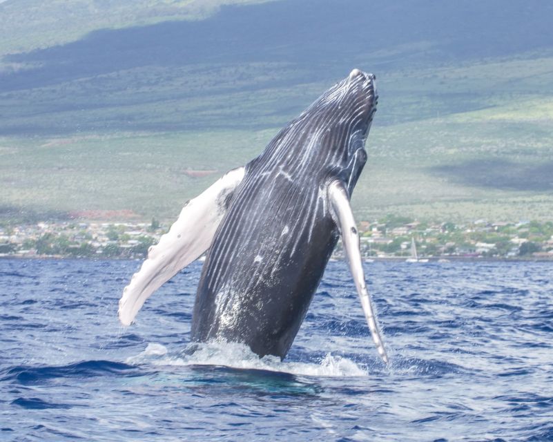 From Maalaea: Whale Watching Catamaran Cruise with Drinks - Hearing whale songs underwater