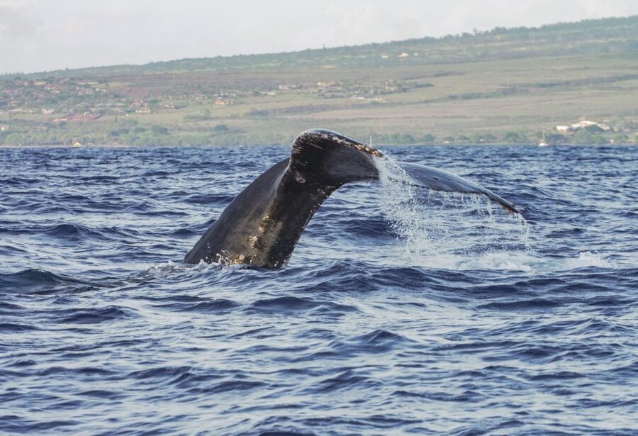 From Maalaea: Whale Watching Catamaran Cruise with Drinks - Views beyond the whales