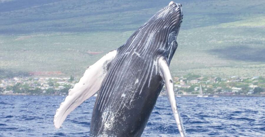 From Maalaea: Whale Watching Catamaran Cruise with Drinks - Is $69 a good value?