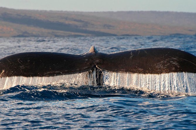 From Maalaea: Whale Watching Tour Aboard the Quicksilver - Hydrophones Add Sound to the Show