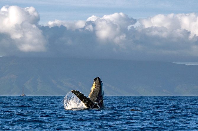 From Maalaea: Whale Watching Tour Aboard the Quicksilver - Seating, Views, and Motion on the Catamaran