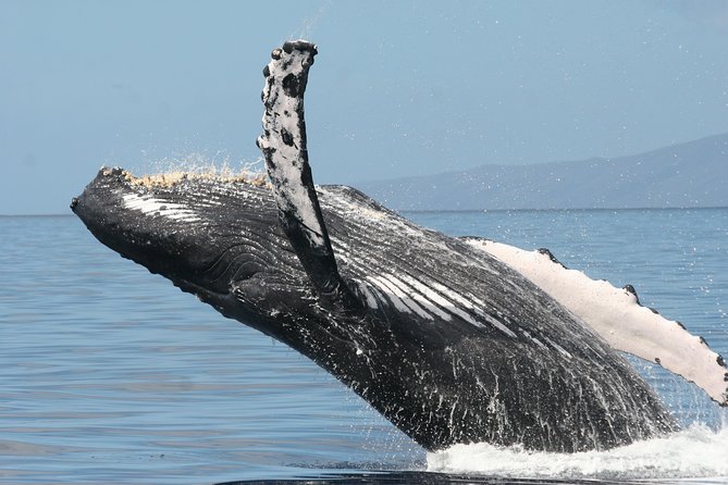 From Maalaea: Whale Watching Tour Aboard the Quicksilver - What Is Included for $49.95