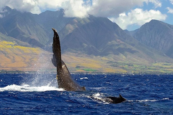 From Maalaea: Whale Watching Tour Aboard the Quicksilver - The Main Weakness: Wildlife Is Unpredictable