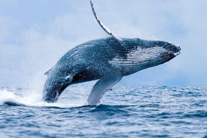 From Maalaea: Whale Watching Tour Aboard the Quicksilver - How the Two-Hour Route Works