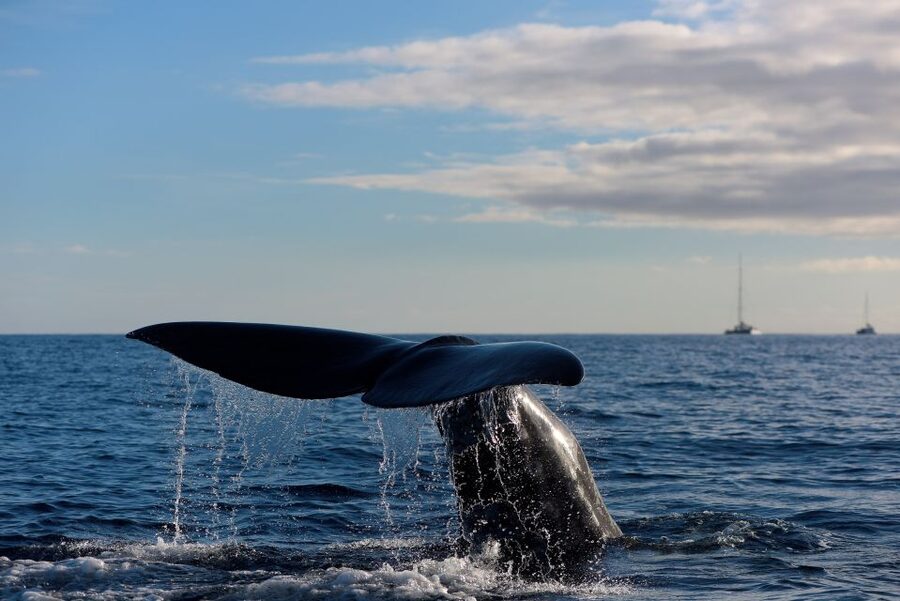 From Machico: Madeira Whale and Dolphin Watching Boat Tour - Key points to know before booking