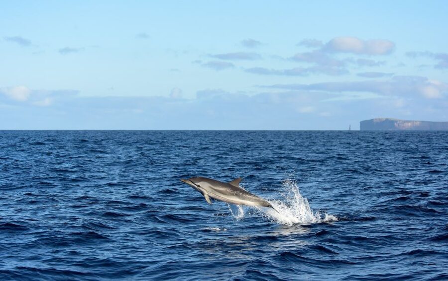 From Machico: Madeira Whale and Dolphin Watching Boat Tour - Sailing out from Machico