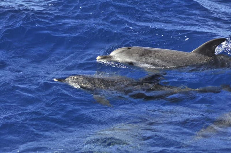 From Morro Jable: Dolphin and Whale Watching and Snorkelling - Key points to know before booking