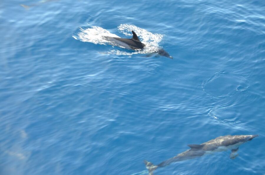 From Morro Jable: Dolphin and Whale Watching and Snorkelling - Who should book this Morro Jable boat trip?