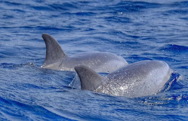 From Morro Jable: Dolphin and Whale Watching and Snorkelling - Leaving Morro Jable on a compact speedboat