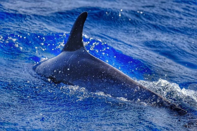 From Morro Jable: Dolphin and Whale Watching and Snorkelling - What happens when the animals do not appear