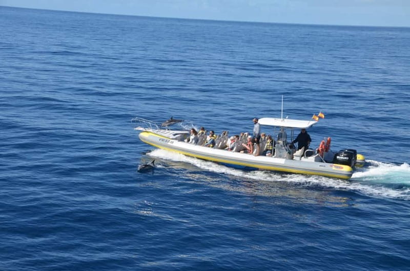 From Morro Jable: Dolphin and Whale Watching and Snorkelling - A 30-minute snorkeling stop in clear water