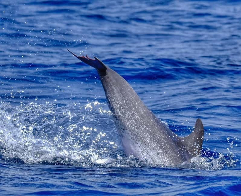 From Morro Jable: Dolphin and Whale Watching and Snorkelling - How the speedboat handles families and nervous passengers