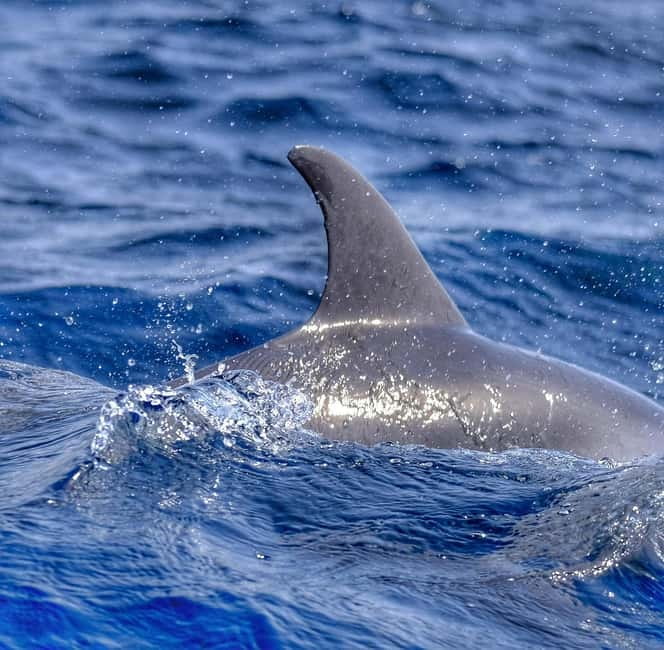 From Morro Jable: Dolphin and Whale Watching and Snorkelling - Languages, guides, and the atmosphere on board