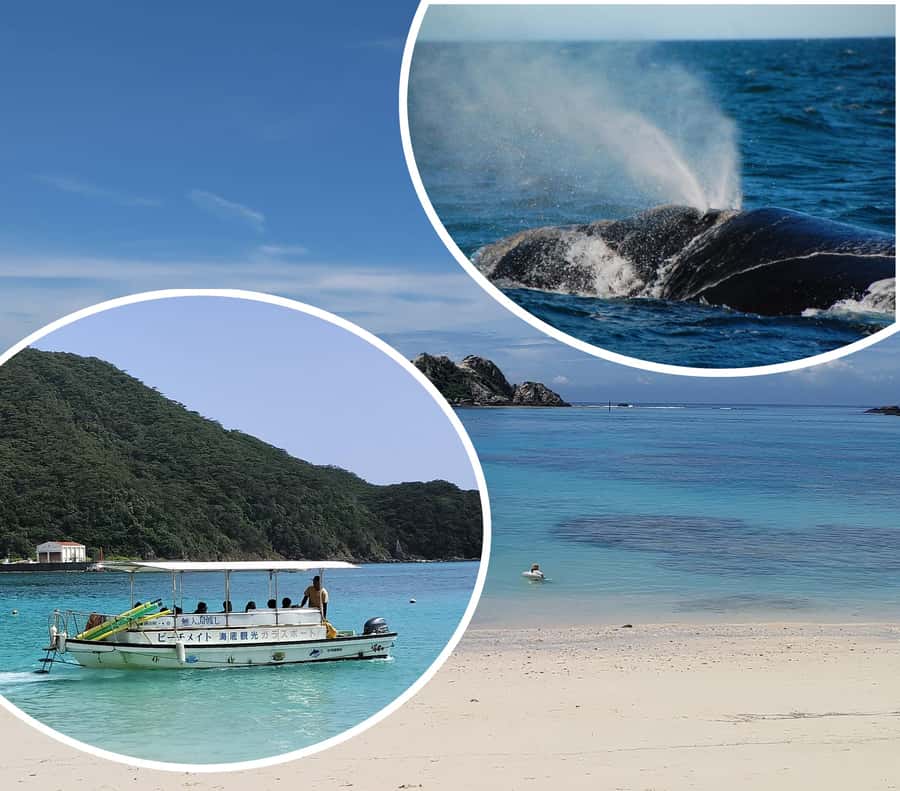 From Naha : Kerama, Tokashiki Island and Whale Watching Tour - Key points to know before booking