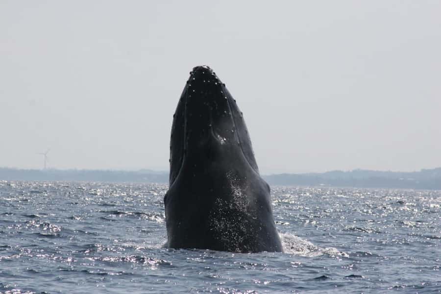 From Naha : Kerama, Tokashiki Island and Whale Watching Tour - Choosing between beach time, glass-bottom views, and turtle snorkeling