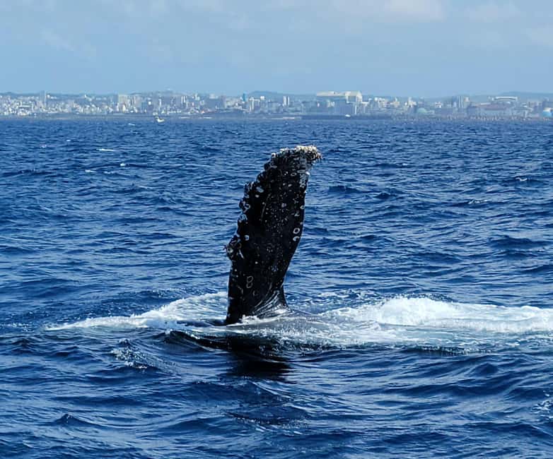 From Naha: Whale Watching with Pickup and English Guide - Key points before you book