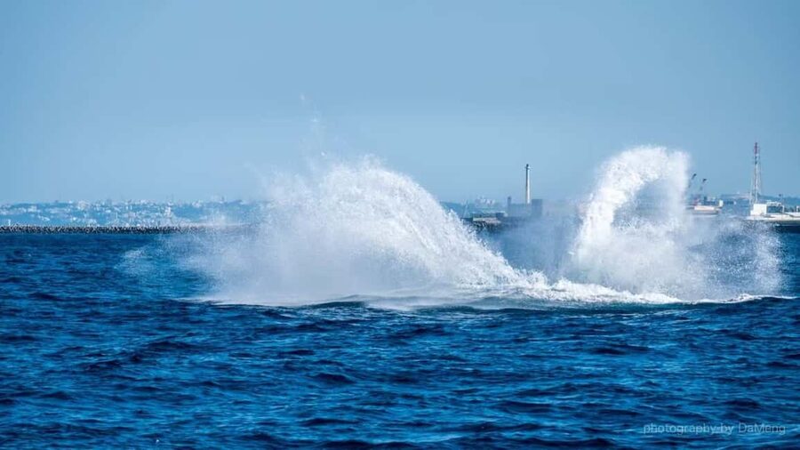 From Naha: Whale Watching with Pickup and English Guide - Why Okinawa is a good place for whale watching
