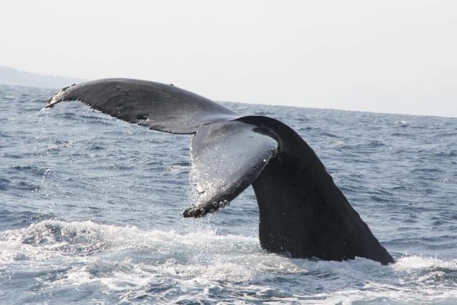 From Naha: Whale Watching with Pickup and English Guide - English support and the smartphone guide