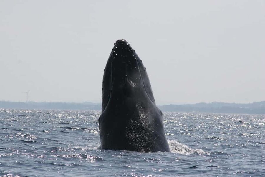From Naha: Whale Watching with Pickup and English Guide - What I would bring for a better outing